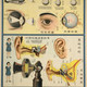 Illustration for article titled Retro Educational Posters Reimagine The Human Body As A Factory